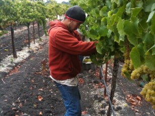 Wine Country Wary of the Wet