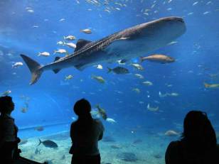 Vacation Idea: Play Tag With the Sharks