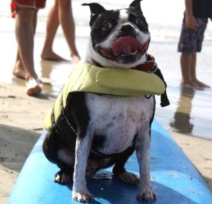 Weekend: Surf Dog, Taste of Abbot Kinney...
