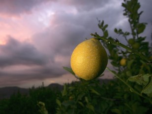 Worth the Drive: Lemons + Clams