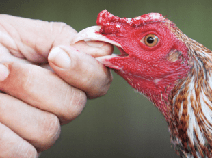 Drug Raid Goes to the Birds