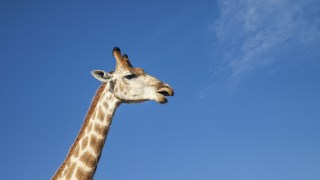 Woman Climbs Into Giraffe Exhibit, Gets Kick to the Face