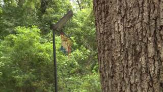 Reports of Creepy Clowns in Woods Spooking Residents of South Carolina City