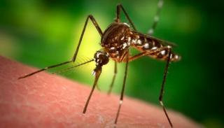 First West Nile Fatality Reported in Los Angeles County