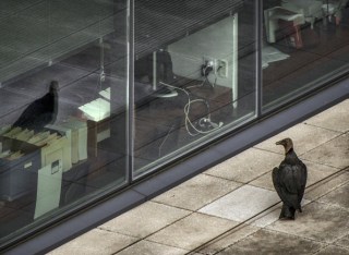 San Francisco to Tally Bird-Into-Window Death Toll