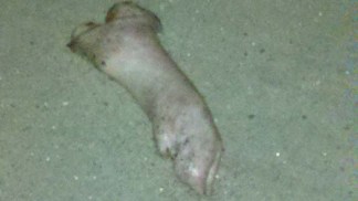 Pig Feet Left at Islamic Center Site Prompt Calls for Hate Crime Investigation