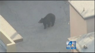 Banished Bear Returns to La Crescenta
