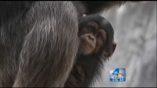 LA Zoo Investigating Death of Baby Chimp