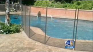 Summer Heat Brings Bear Cubs Out for a Swim