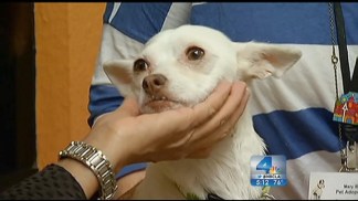 Dumped in a Sack, Abandoned Chihuahua Found By Alert Passerby