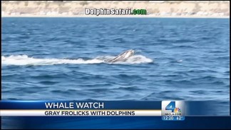 Whales Frolic Off Coast of Dana Point