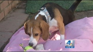 Beagle Freedom Project Wants to Bring Research Dogs to CA