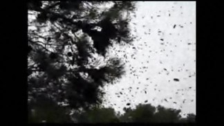 Bees Kill Dog --Expert Warns About Bee Season