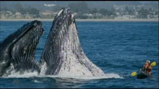 Whale of a Tale