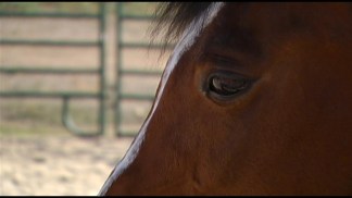 Meet the Horses