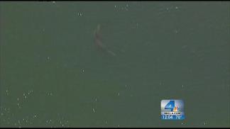 Free-Will-He? Dolphin Stays in Wetlands