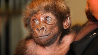 Going Ape for Cute Baby Gorilla