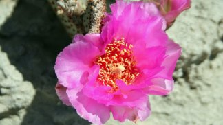 Desert Blooms Arrive