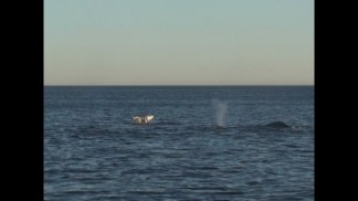 Huge Pod of Gray Whales Spotted Off SoCal