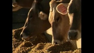 USDA: CA Mad-Cow Case Poses No Risk to Food Supply