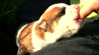 Hawk Snatches, Drops Puppy From Sky