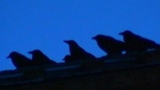Crows Invade College Town