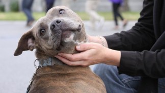 Volunteers Needed: Operation Santa Paws 