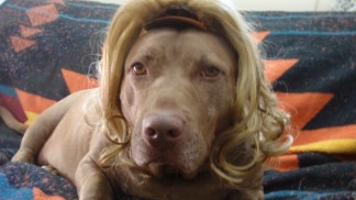 Pets in Halloween Costumes