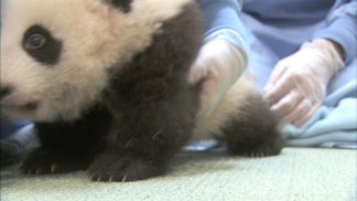 San Diego Zoo Gives 12th Exam to Baby Panda