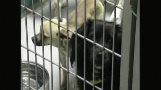 Glendale Considering Ban on Pet Sales