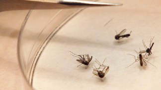 How to Protect Against West Nile Virus