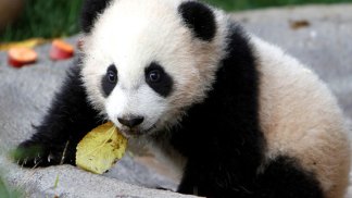 Panda Cub Celebrates 2nd Birthday 