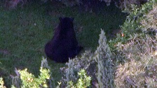 Aerial Video: Drowsy Bear Breaks Fence