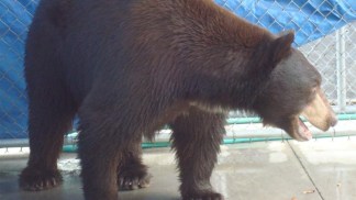 "Meatball" the Bear Captured