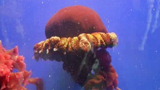 Giant Jellyfish Seen Along SoCal Coast