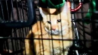 Rescue Team Rappels into LA River to Save Kitten