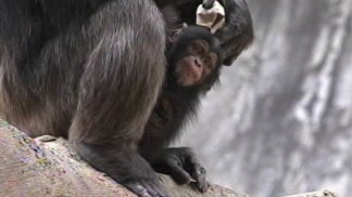 Los Angeles Zoo Welcomes First Chimp Baby in 13 Years
