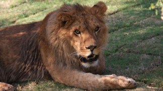 Lion Kills Female Intern at Animal Sanctuary