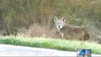 Coyotes on the Loose in Carson Trailer Park