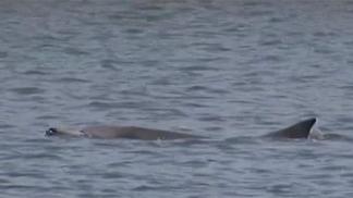 Dolphin Escapes, Then Returns