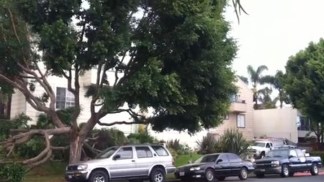 Tree Falls on SUV in Capistrano Beach
