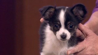 Looking For Home, "Furbie" to Ride in Rose Parade