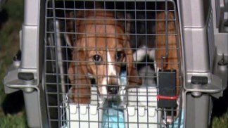 Laboratory Beagles Touch Grass for First Time