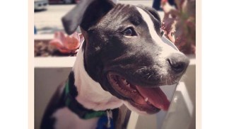 Get Garcia, Get Results: Deciphering the Origin of Mixed-Breed Dogs