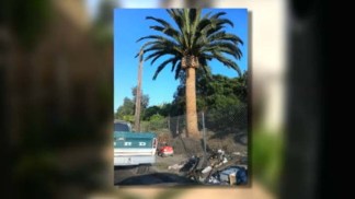 The Palm Rustlers: Who's Stealing the Symbol of Southern California?