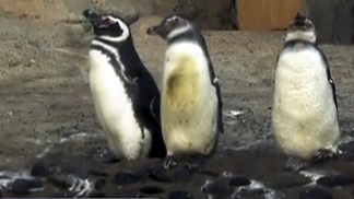 Raw Video: Aquarium Penguins at Play