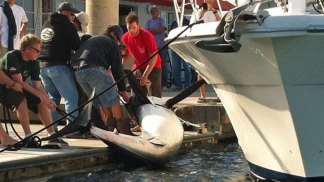 Giant Shark Caught, Brought in to Marina del Rey