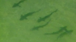 Leopard Sharks Swarm La Jolla