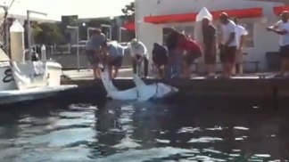 Local Fishermen Catch 900-Pound Shark