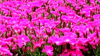 Spring Arrives Early